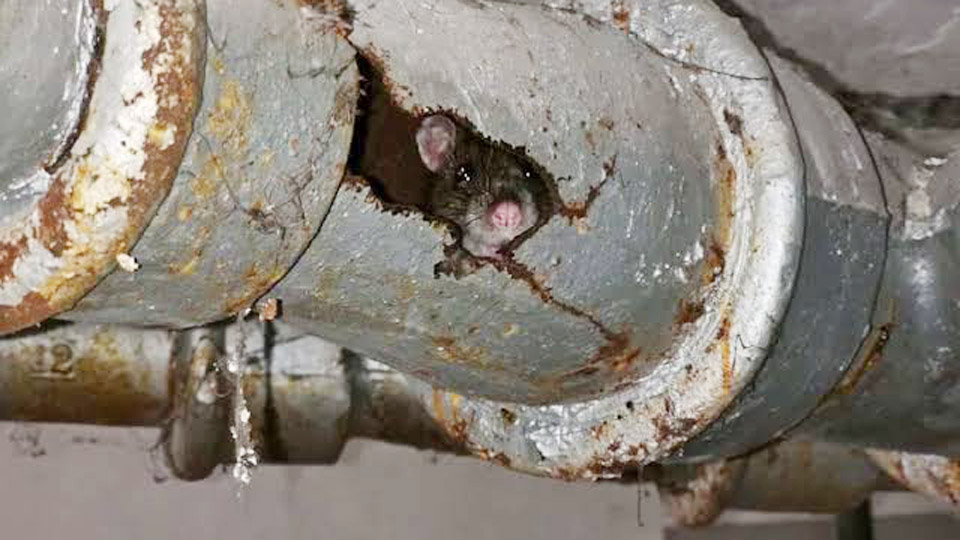 How to Fix a Broken Cast Iron Drain Pipe? 1 How to Fix a Broken Cast Iron Drain Pipe